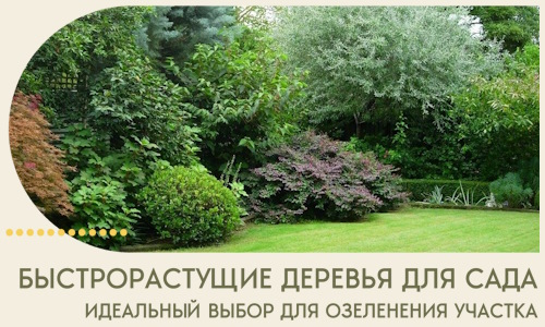 Быстрорастущие деревья для сада идеальный выбор в Рассказове