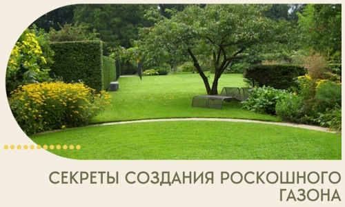 Секреты создания роскошного газона в Рассказове